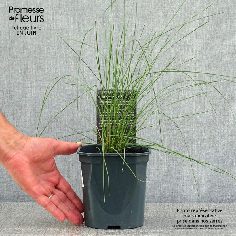 Muhlenbergia capillaris 2L/3L pot sample as delivered in summer
