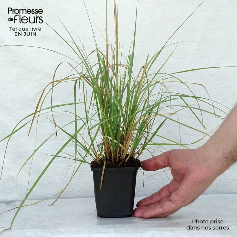 Muhlenbergia rigens 8/9 cm pot sample as delivered in summer
