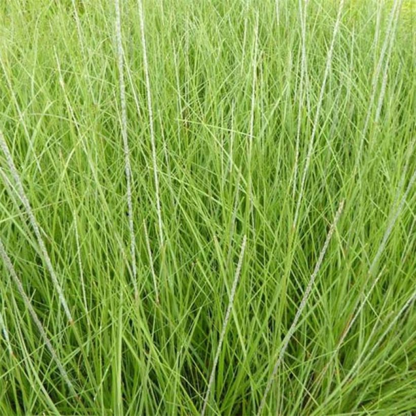 Muhlenbergia rigens (Foliage)