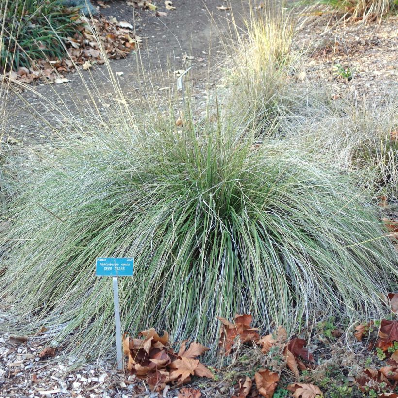 Muhlenbergia rigens (Plant habit)