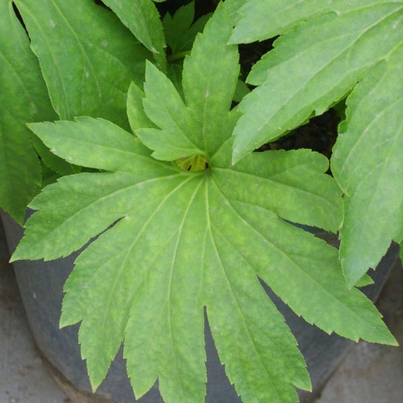 Mukdenia rossii (Foliage)