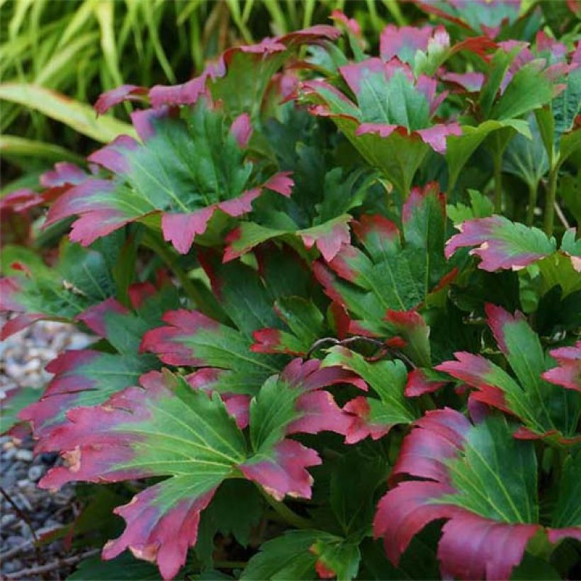 Mukdenia rossii Crimson Fans (Foliage)