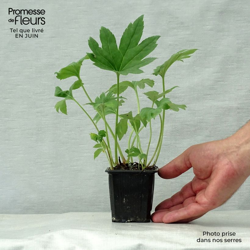 Mukdenia rossii 8/9 cm pot sample as delivered in summer