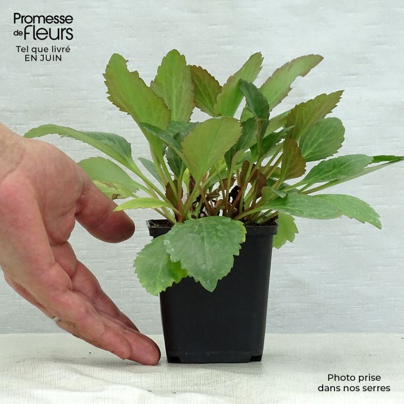 Mukgenia Nova Flame 8/9 cm pot sample as delivered in summer