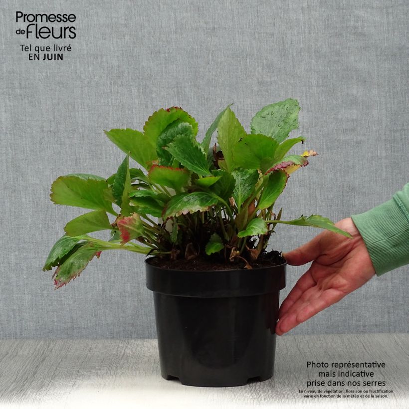 Mukgenia Nova Flame Pot de 3L/4L sample as delivered in summer