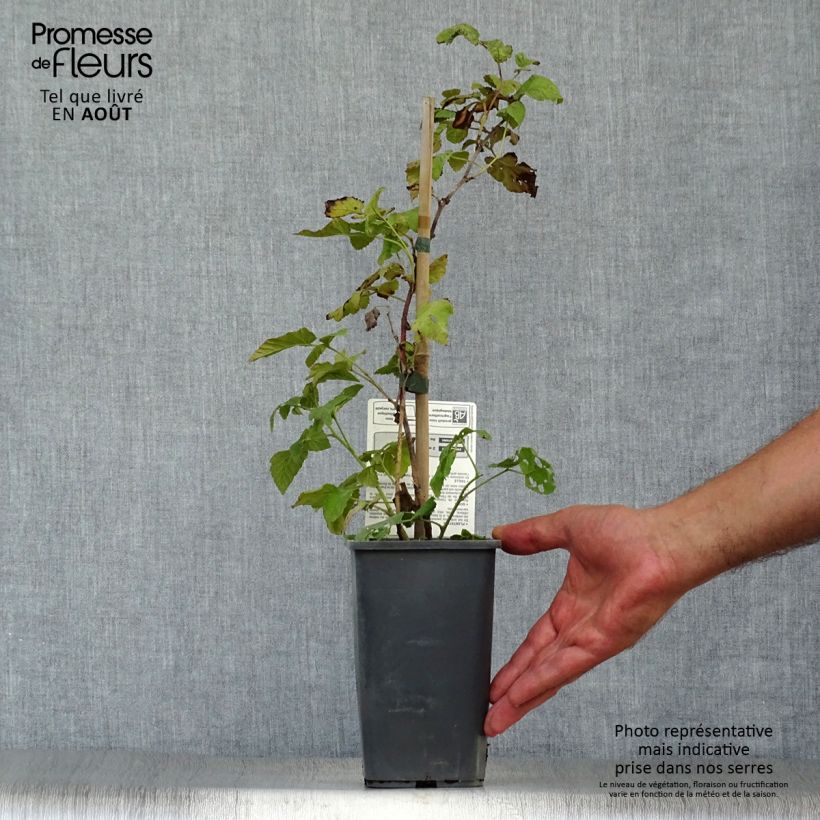 Organic Buckingham Tayberry 1.5L/2L pot sample as delivered in summer