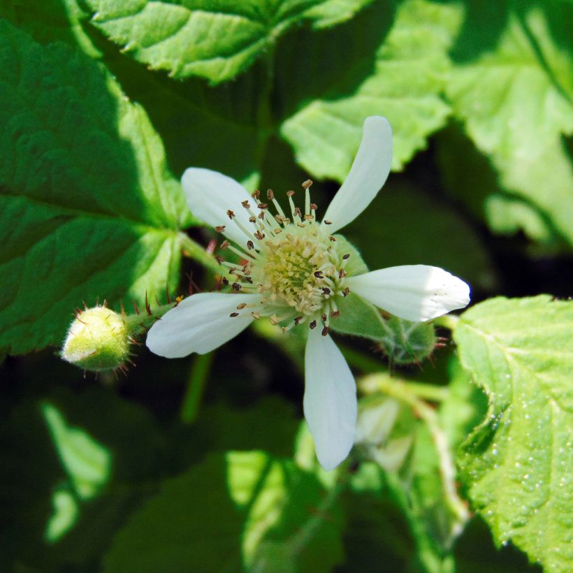 Rubus Buckingham Tayberry (Flowering)