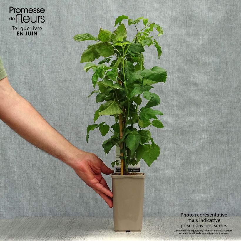 Rubus Buckingham Tayberry 1.5L/2L pot, Clump sample as delivered in summer