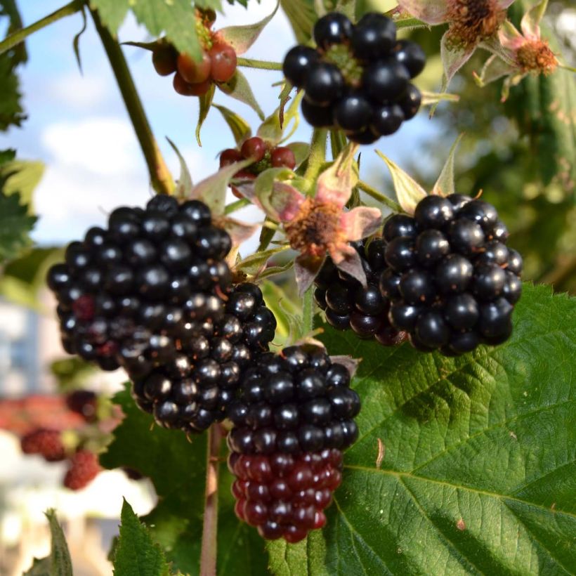 Organic Blackberry Dirksen - Rubus fruticosus (Harvest)