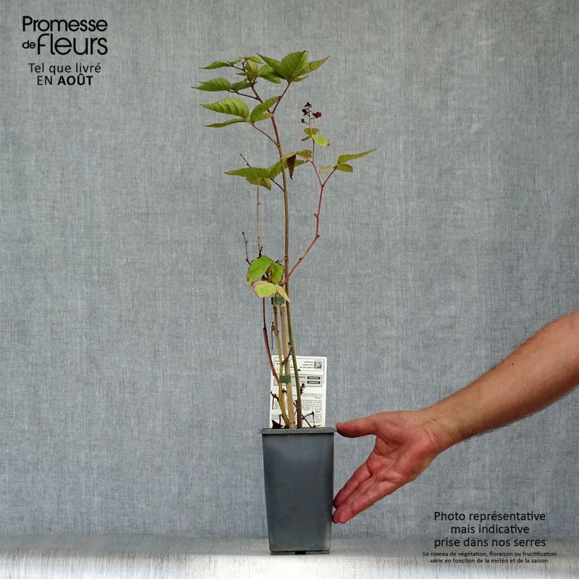 Organic Blackberry Dirksen - Rubus fruticosus 1L/1.5L pot sample as delivered in summer