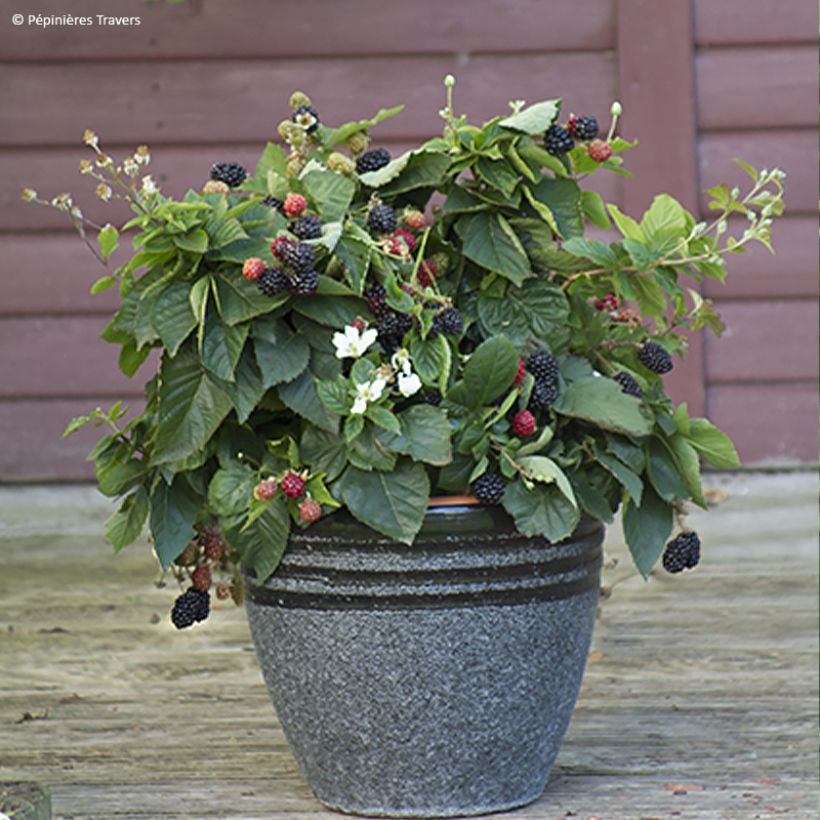 Rubus fruticosus Purple Opal - Blackberry (Plant habit)