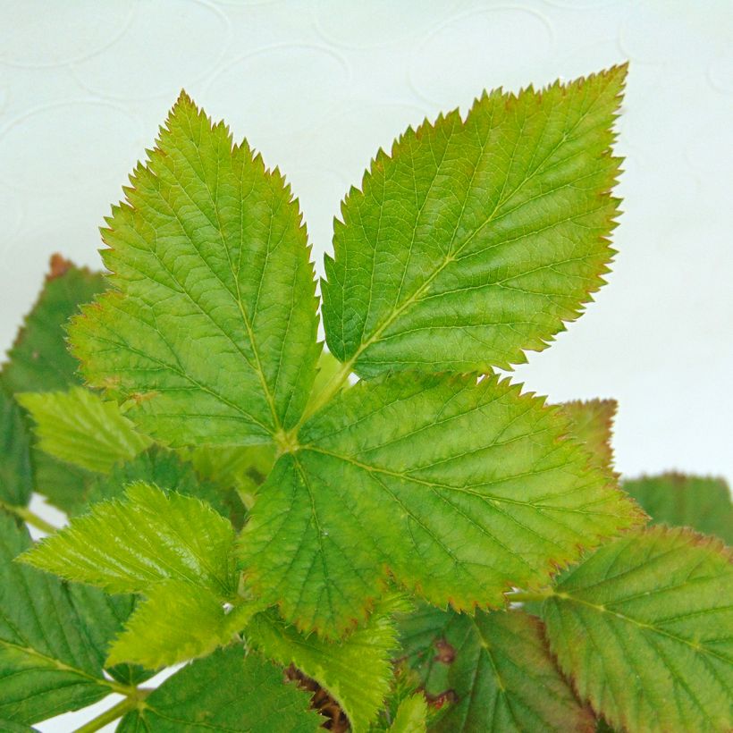 Everbearing Blackberry Reuben  - Rubus fruticosus (Foliage)