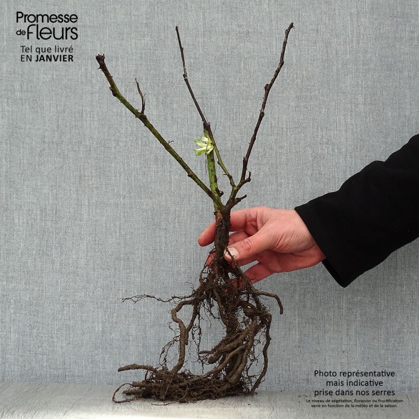 Everbearing Blackberry Reuben  - Rubus fruticosus Bare root sample as delivered in winter