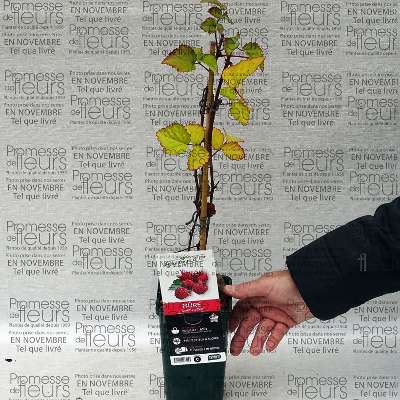 Example of Blackberry Dorman Red - Rubus fruticosus 1L/1.5L pot specimen as delivered