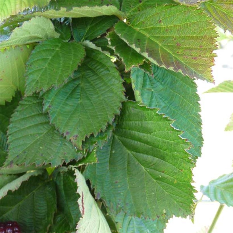 Blackberry Little Black Prince - Rubus fruticosus (Foliage)