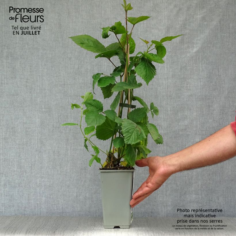 Thornless Blackberry Black Satin - Rubus fruticosus 1.5L/2L pot, Clump sample as delivered in summer