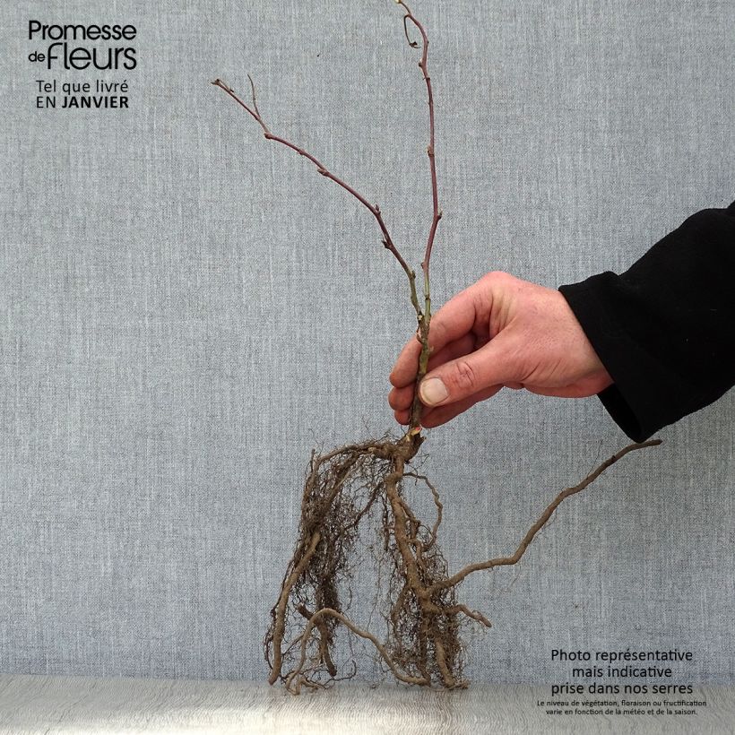 Thornless Blackberry Jumbo - Rubus fruticosus Bare root sample as delivered in winter