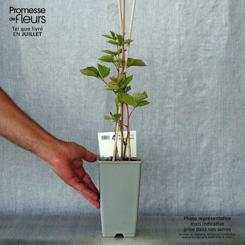 Thornless Blackberry Loch Ness - Rubus fruticosus 1.5L/2L pot, Clump sample as delivered in summer