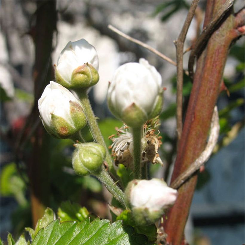 Thornless Loganberry - Raspberry-Blackberry (Flowering)