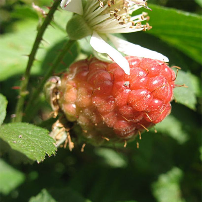 Thornless Loganberry - Raspberry-Blackberry (Harvest)