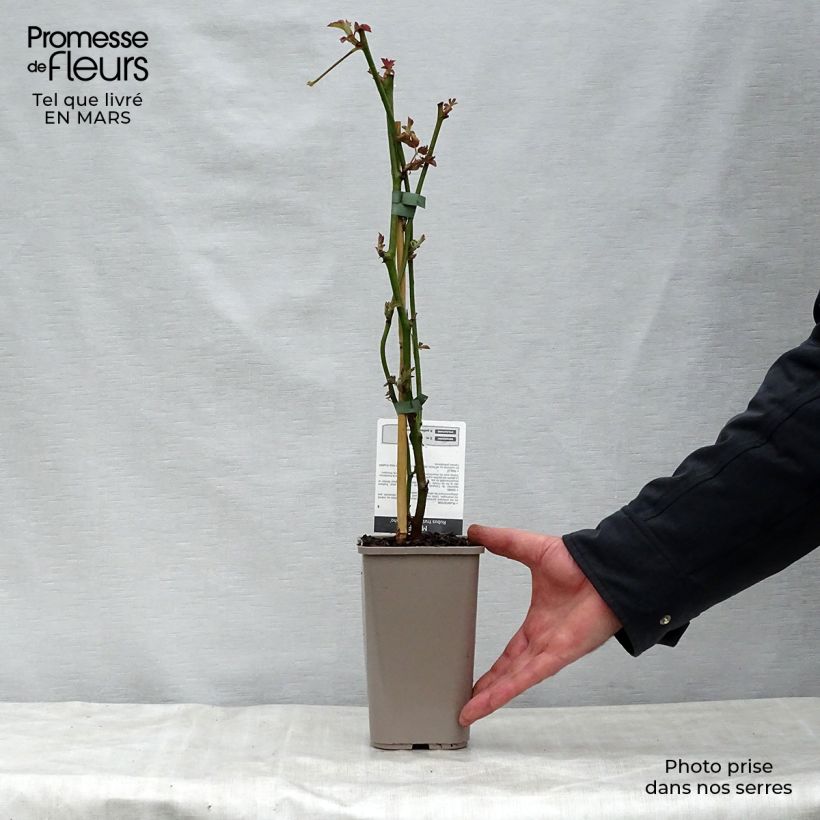 Thornless Blackberry Navaho - Rubus fruticosus 1.5L/2L pot, ClumpShipped height around 30/40cm sample as delivered in spring