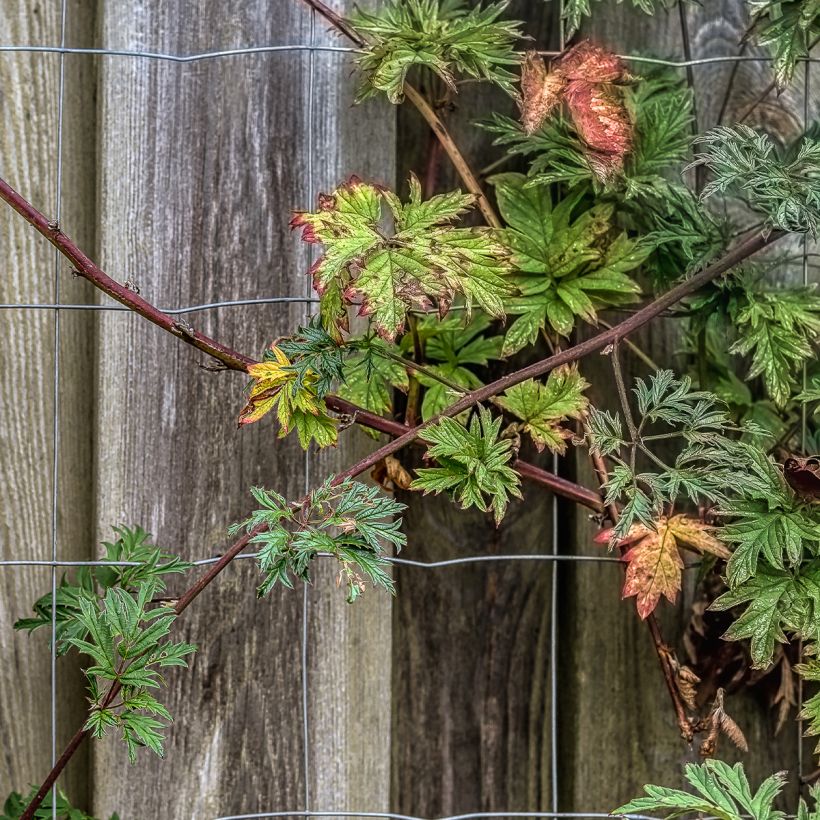 Thornless Evergreen Blackberry - Rubus fruticosus (Plant habit)