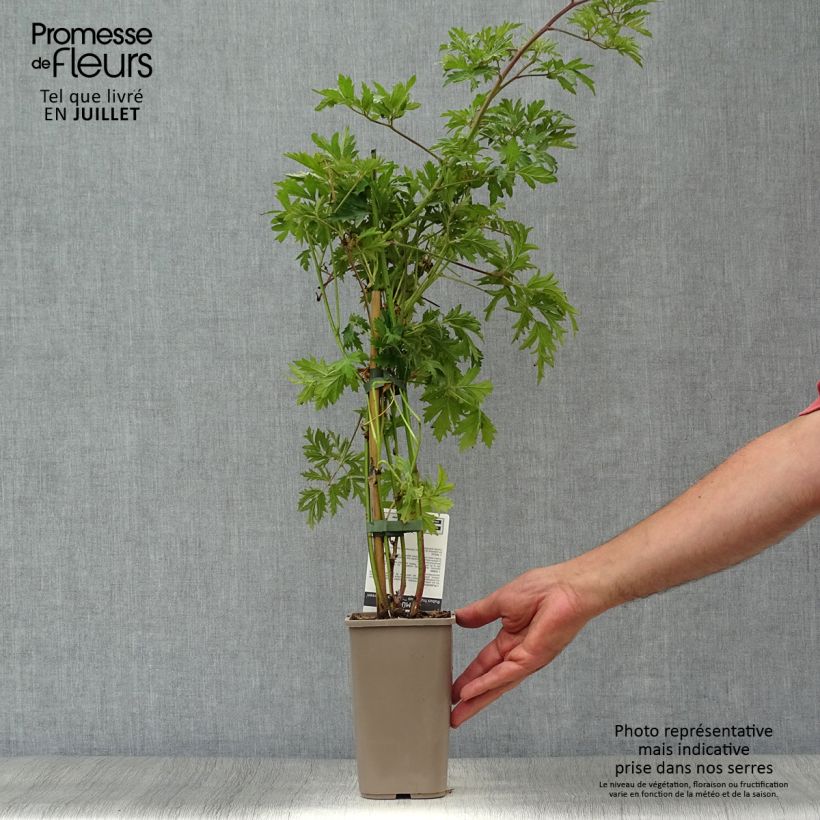 Thornless Evergreen Blackberry - Rubus fruticosus 1.5L/2L pot, Clump sample as delivered in summer