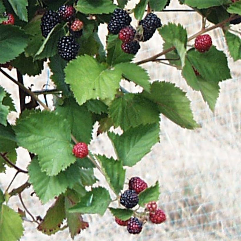 Thornless Blackberry Triple Crown Bio - Rubus fruticosus (Foliage)