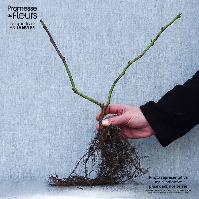 Thornless Blackberry Triple Crown - Rubus fruticosus Bare root sample as delivered in winter