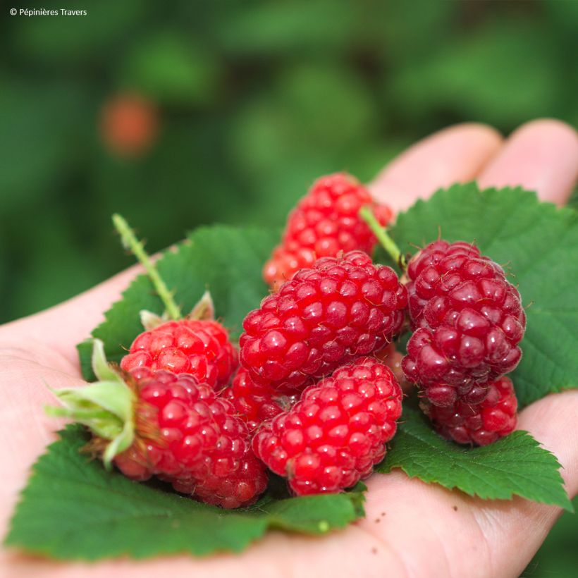 Rubus Tayberry Bounty Berry (Harvest)