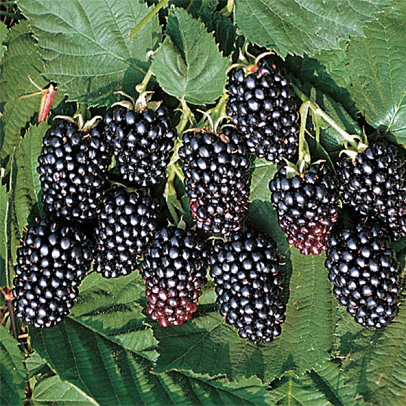 Thornless Blackberry Jumbo - Rubus fruticosus (Harvest)