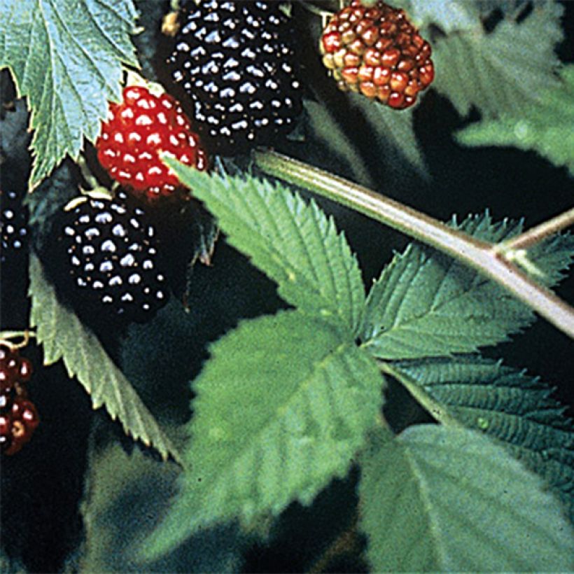 Thornless Blackberry Loch Ness - Rubus fruticosus (Foliage)