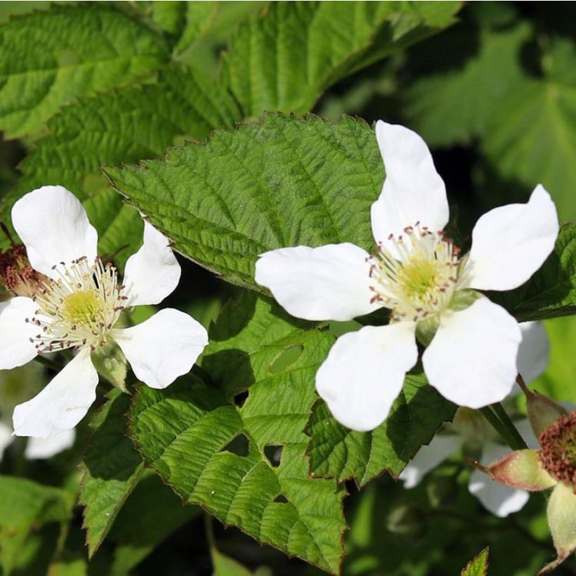 Raspberry-Blackberry Boysenberry (Flowering)