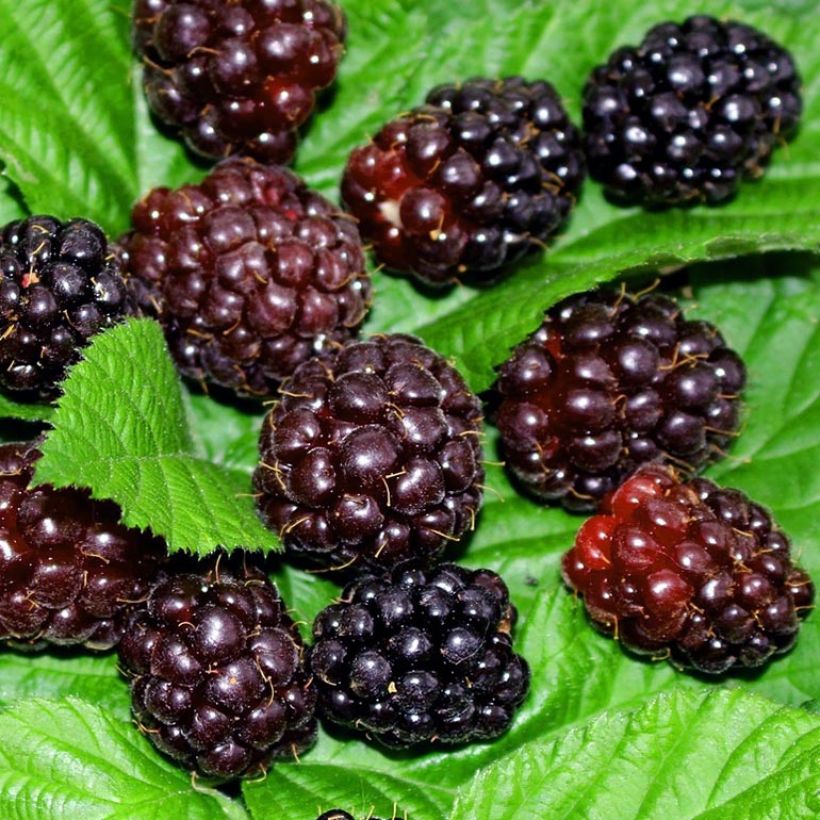 Raspberry-Blackberry Boysenberry (Harvest)