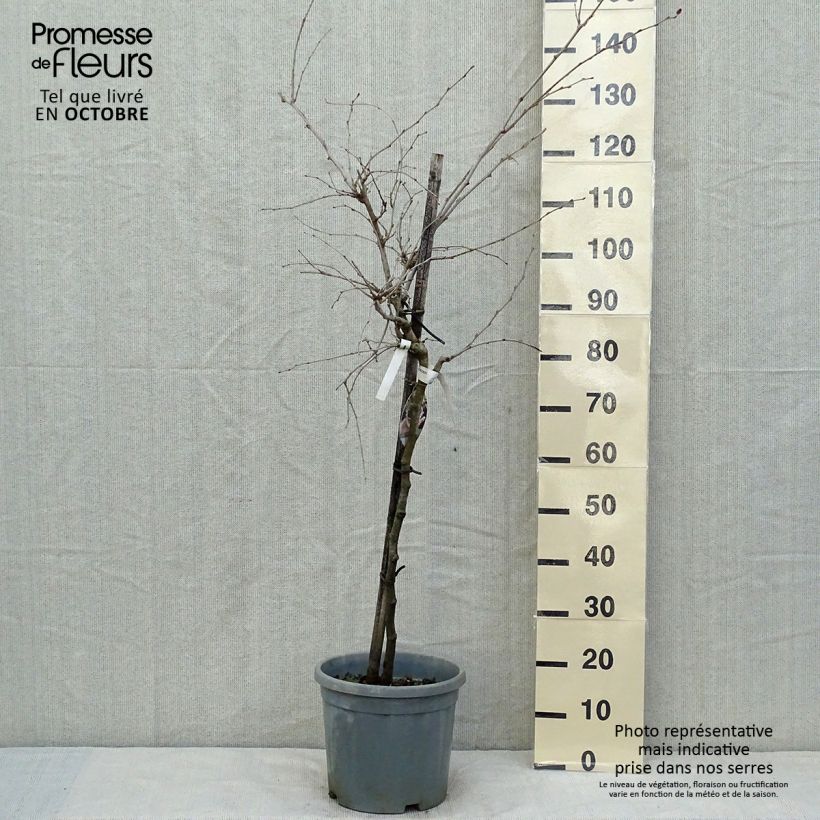 Morus rotundiloba Mojo Berry - Mullberry 7.5L/10L pot, Quarter standard sample as delivered in autumn