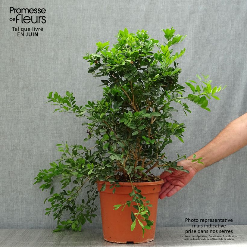 Murraya paniculata 3L/4L pot sample as delivered in summer
