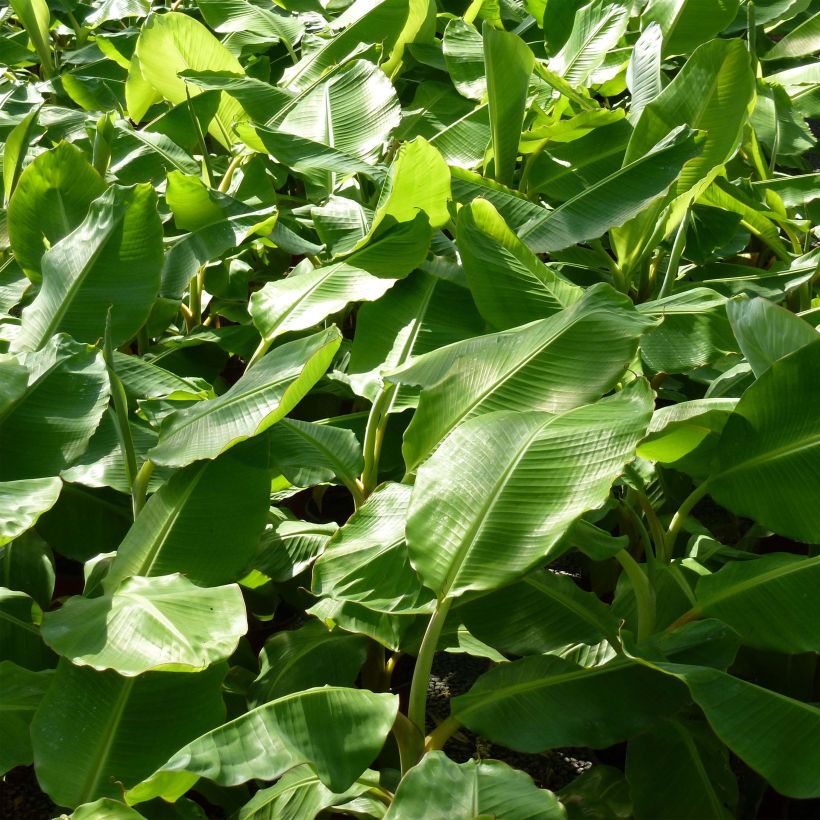 Musa basjoo - Hardy Banana (Foliage)