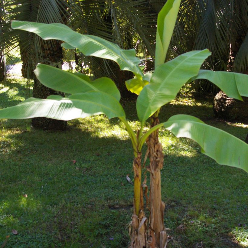 Musa basjoo - Hardy Banana (Plant habit)