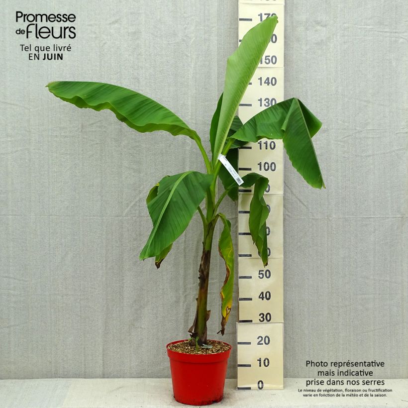 Musa basjoo - Hardy Banana 4L/5L pot sample as delivered in summer