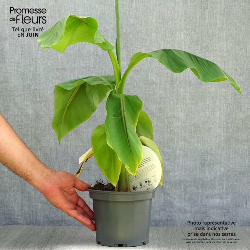 Musa basjoo - Hardy Banana 1.5L/2L pot sample as delivered in summer