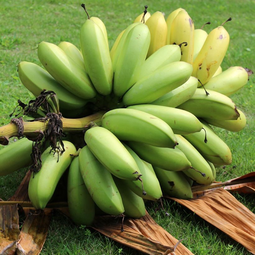 Musa basjoo Dajiao - Hardy Banana (Harvest)