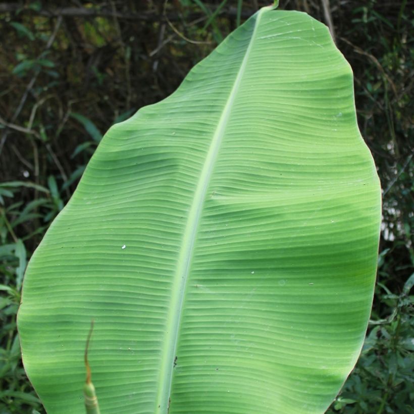 Musa basjoo Tchetchenia - Hardy Banana (Foliage)