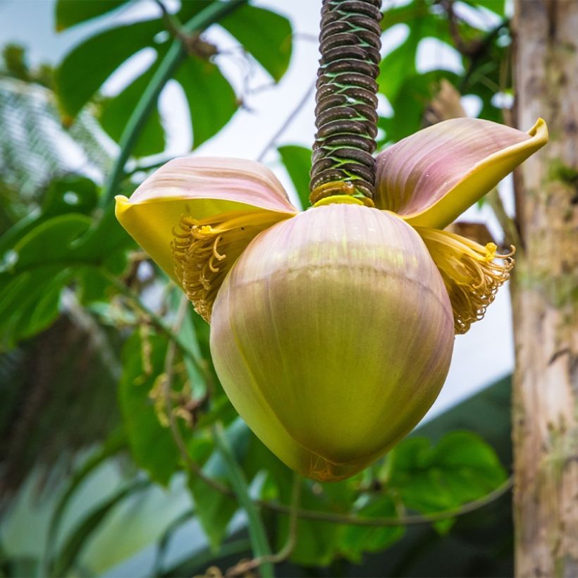 Musa basjoo Tchetchenia - Hardy Banana (Flowering)