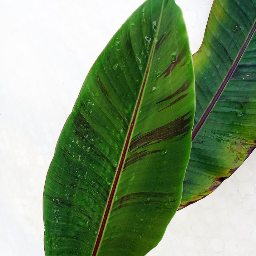 Musa sikkimensis Red Tiger - Hardy Banana (Foliage)