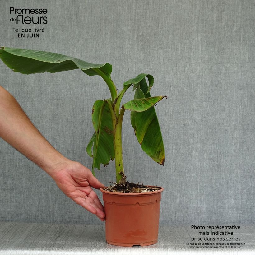 Musa sikkimensis Red Tiger - Hardy Banana 3L/4L pot sample as delivered in summer