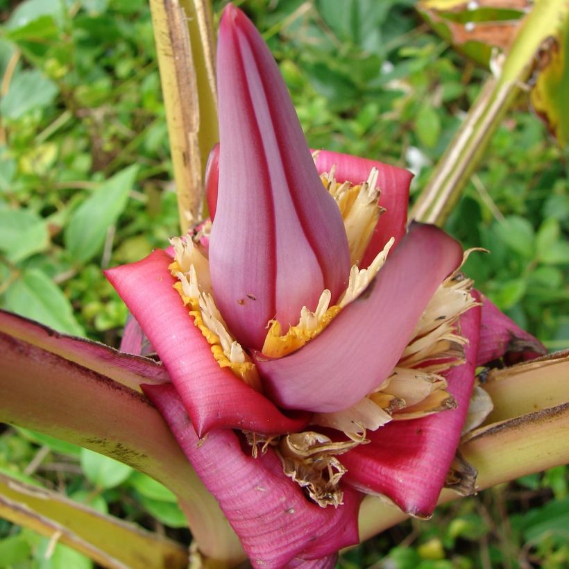 Musa velutina - Banana (Flowering)