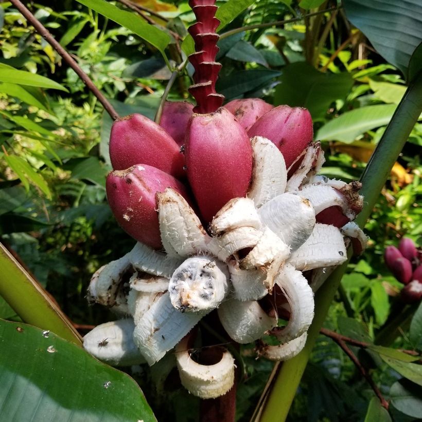 Musa velutina - Banana (Harvest)