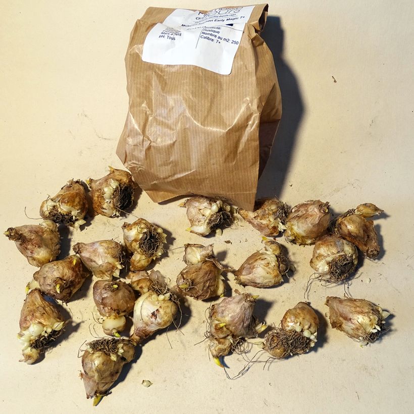 Example of Muscari aucheri Early Magic Bulb size 7+ specimen as delivered