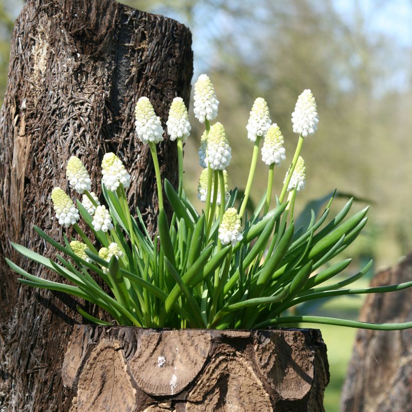 Muscari aucheri White Magic - Grape Hyacinth (Plant habit)