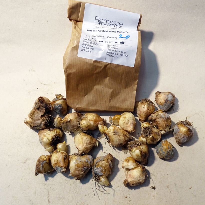 Example of Muscari aucheri White Magic - Grape Hyacinth Bulb size 7+ specimen as delivered